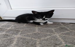 Mixed Breed cats for sale: 5 lovely kittens available  - Image 6