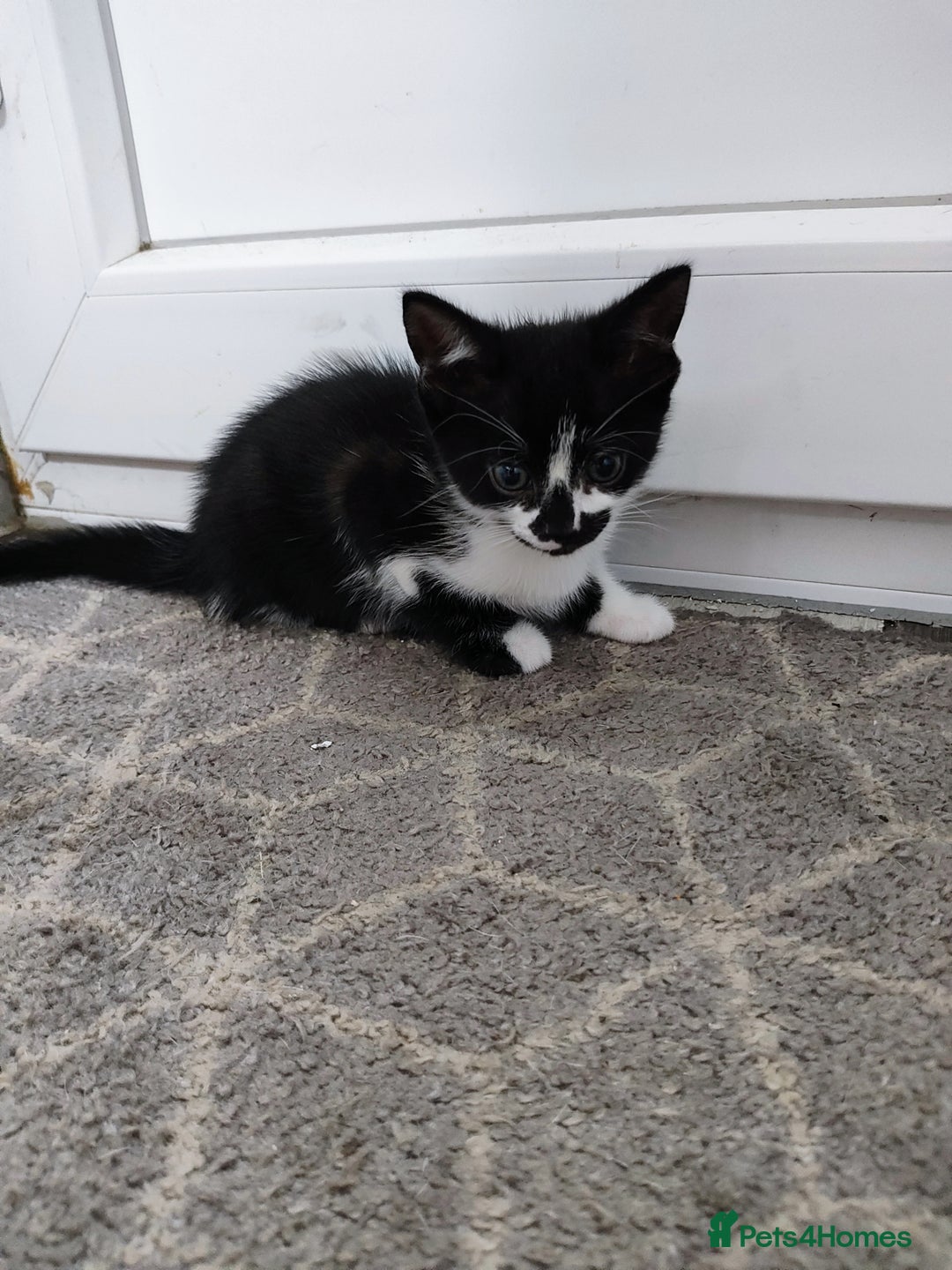 Mixed Breed cats for sale: 5 lovely kittens available  - Image 6