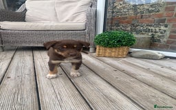 Australian Kelpie dogs for sale: Red kelpie puppy  - Advert 2