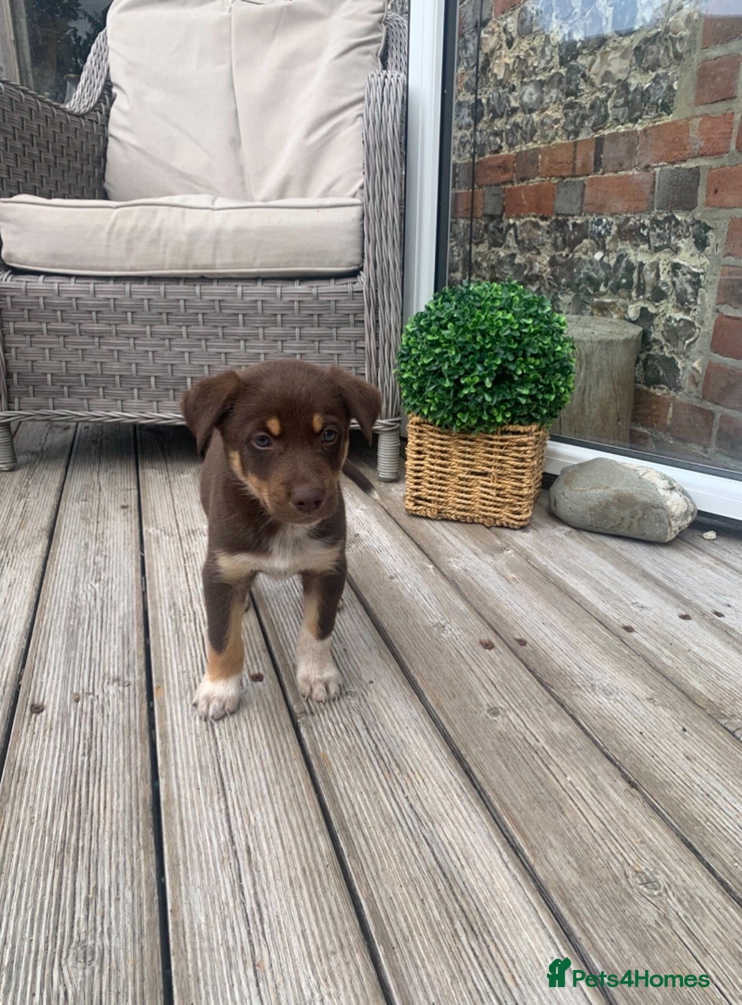 Australian Kelpie dogs for sale: Red kelpie puppy  - Advert 2