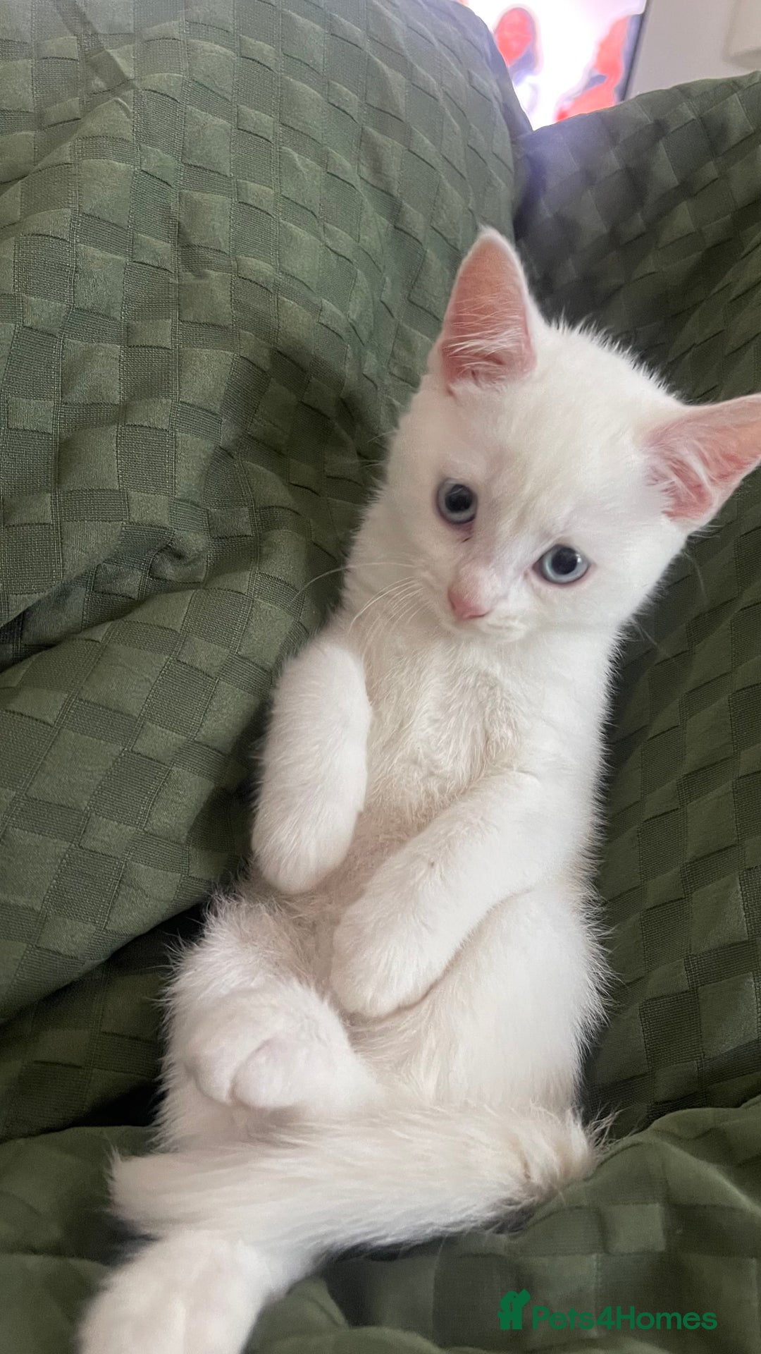 Mixed Breed cats for sale: 1 Gorgeous girl available  - Advert 2