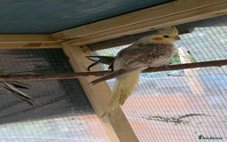 Cockatiels birds for sale: Silly hand tamed baby cockatiels for sale  - Image 20
