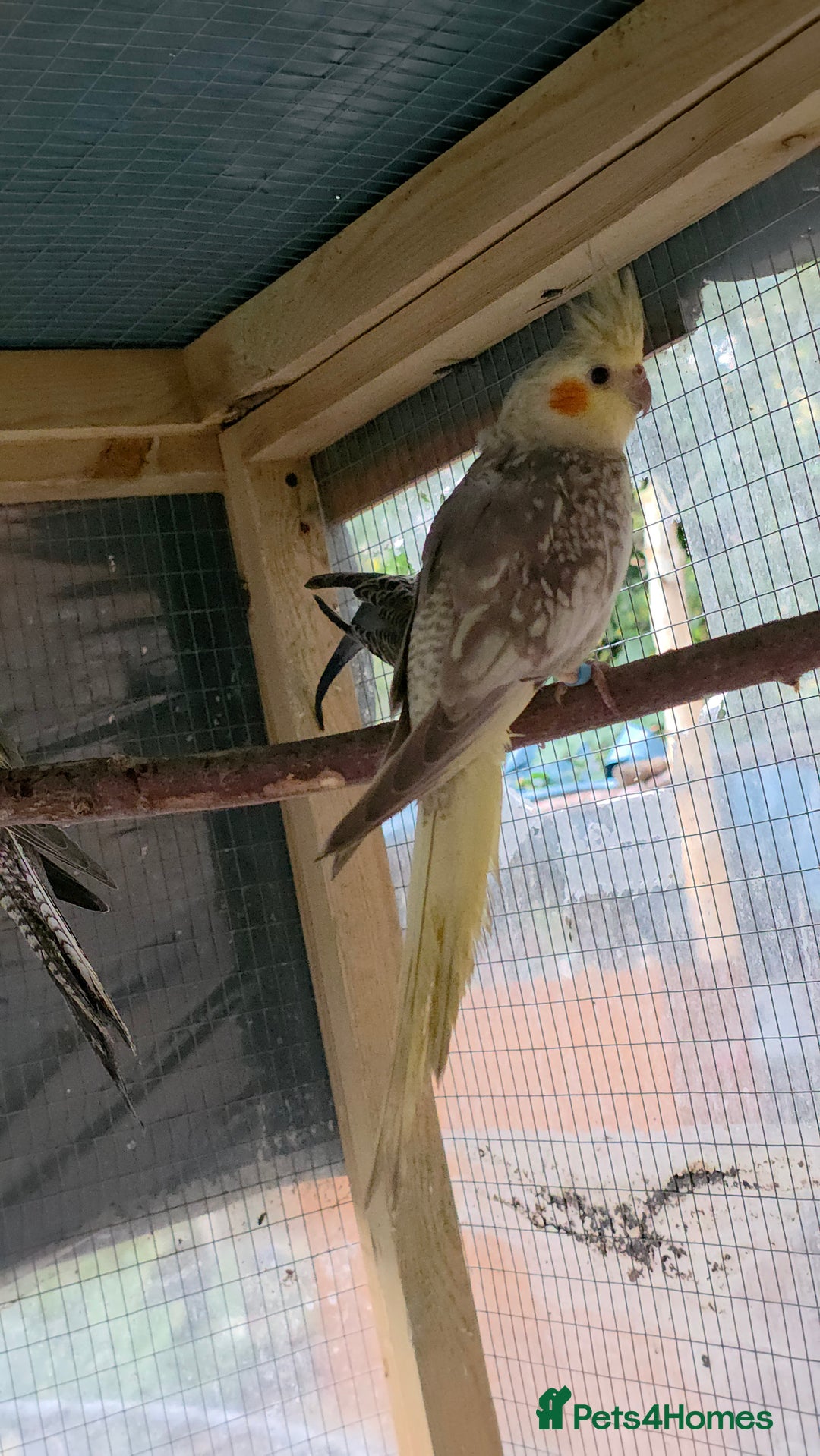 Cockatiels birds for sale: Silly hand tamed baby cockatiels for sale  - Image 20