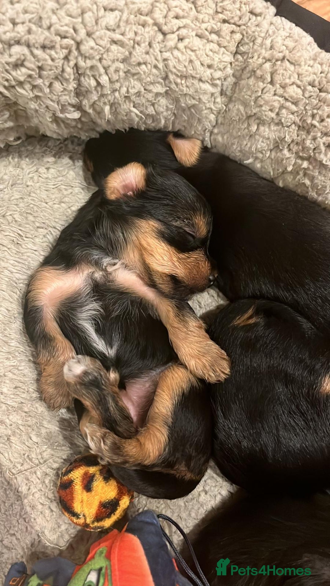 Yorkshire Terrier dogs for sale: Information  - Advert 11