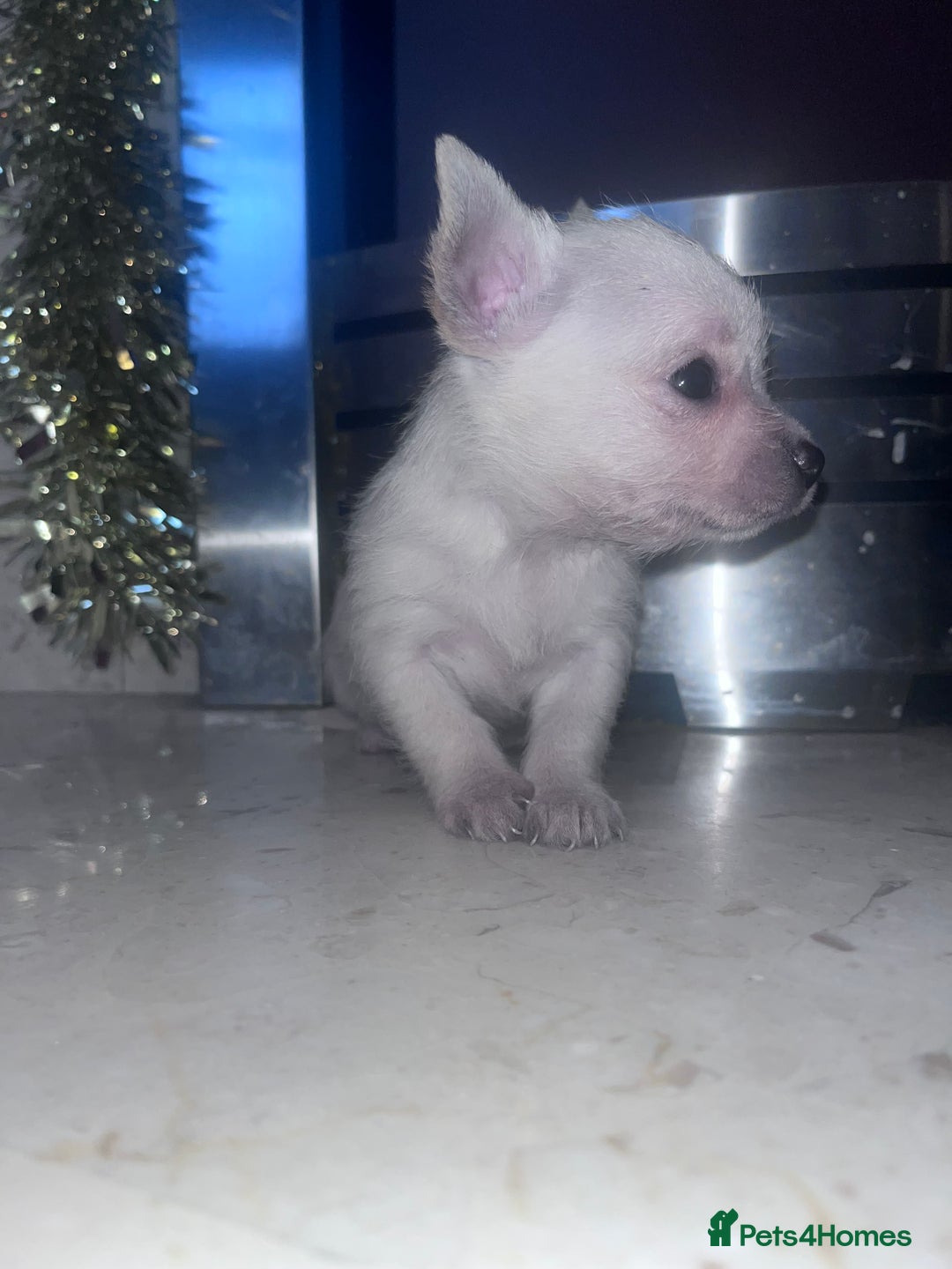 Chorkie dogs for sale: Chorkie  - Advert 4