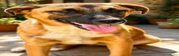 Mixed Breed dogs for adoption: 🐾🐕💙ROLLO - a Superb Boy for a Loving Home🐕🐾🏡 - Advert 9