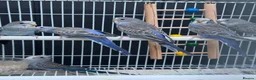Budgerigars birds for sale: Beautiful budgies mutation job lot  - Advert 14