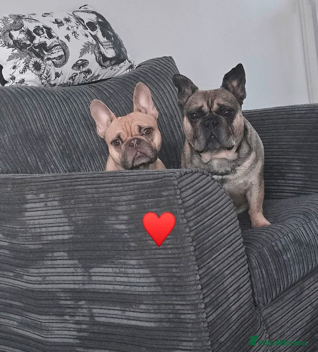 French Bulldog dogs for sale: Must be re-homed together  - Advert 1