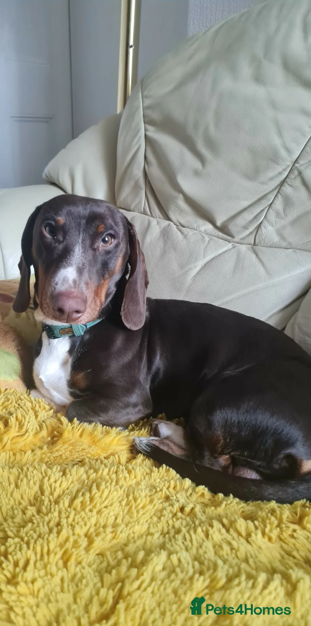 Dachshund dogs for sale: Billy is looking for a new home in Scunthorpe - Advert 3