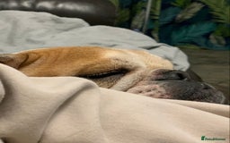 English Bulldog dogs for sale: Beautiful breed standard 7 year old girl  - Image 2