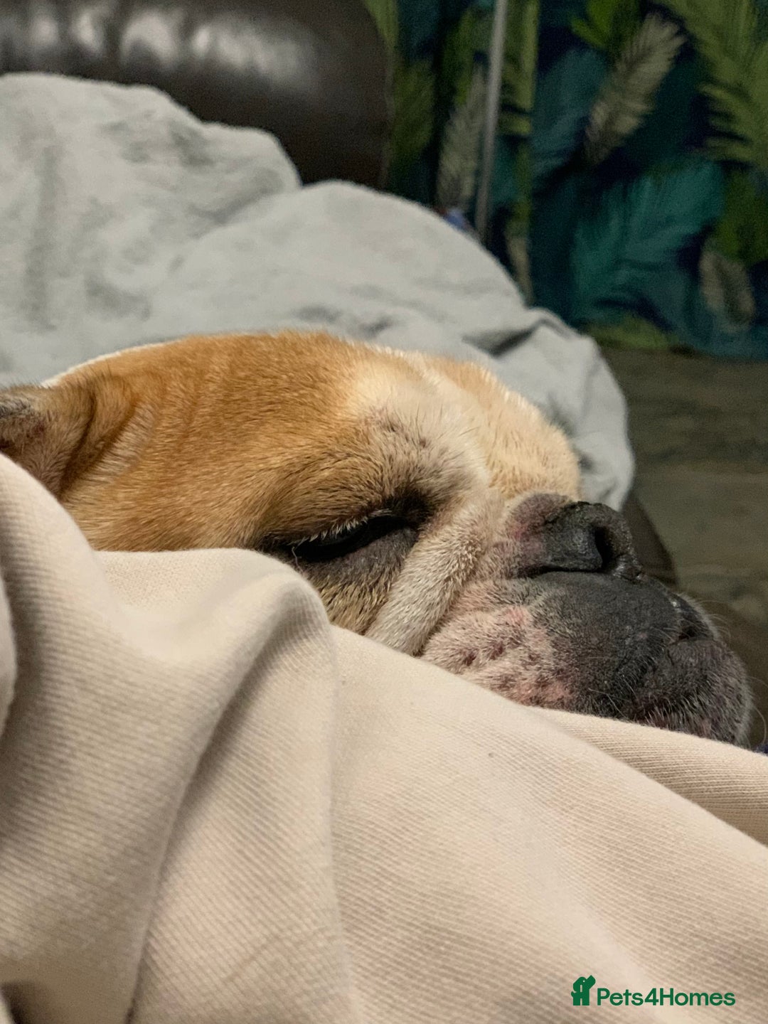 English Bulldog dogs for sale: Beautiful breed standard 7 year old girl  - Image 2