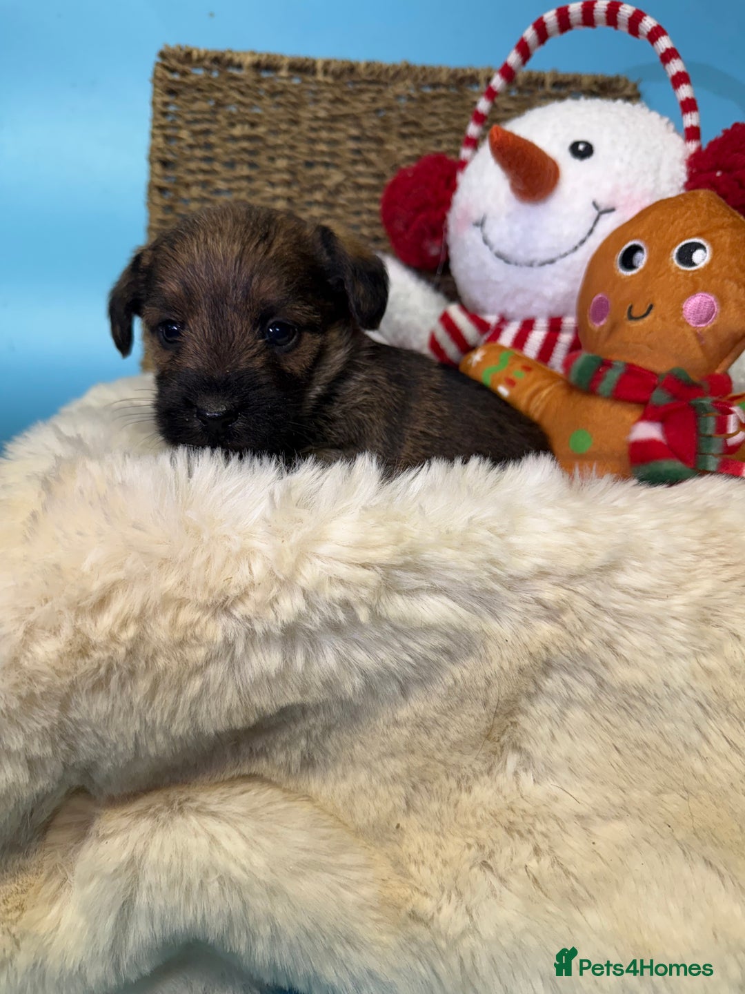 Mixed Breed dogs for sale: Unique Border Terrier X Mini Poodle Puppies! - Advert 8