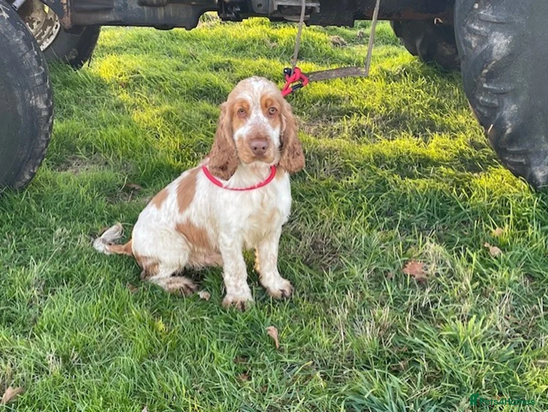 Cocker Spaniel dogs for sale: 🐶 Handsome Cocker spaniel 🐶 - Advert 1
