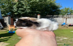 Guinea Pig rodents for sale: Peruvian cross Silkie Longhaired Guineapig Babies - Image 7