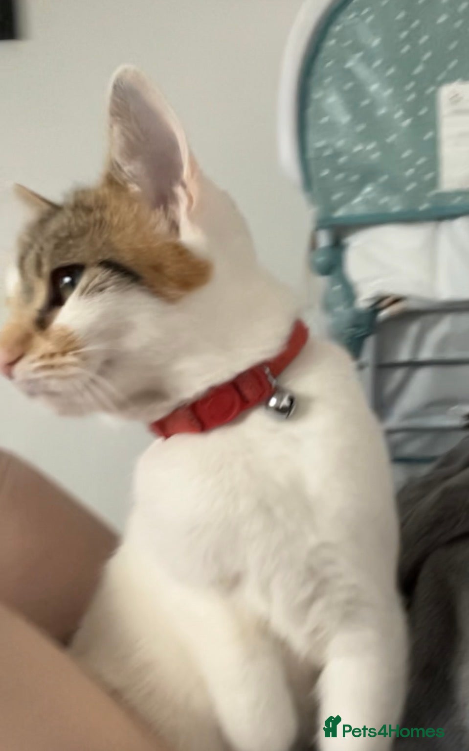 Domestic Shorthair cats Free female cat  - Advert 6