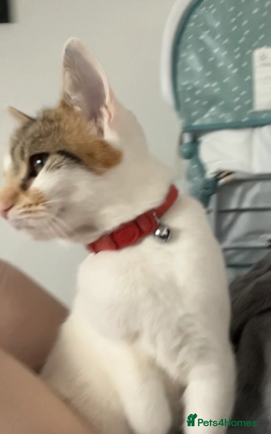 Domestic Shorthair cats for sale: Free female cat  - Advert 1