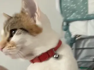 Domestic Shorthair cats female cat - Advert 5