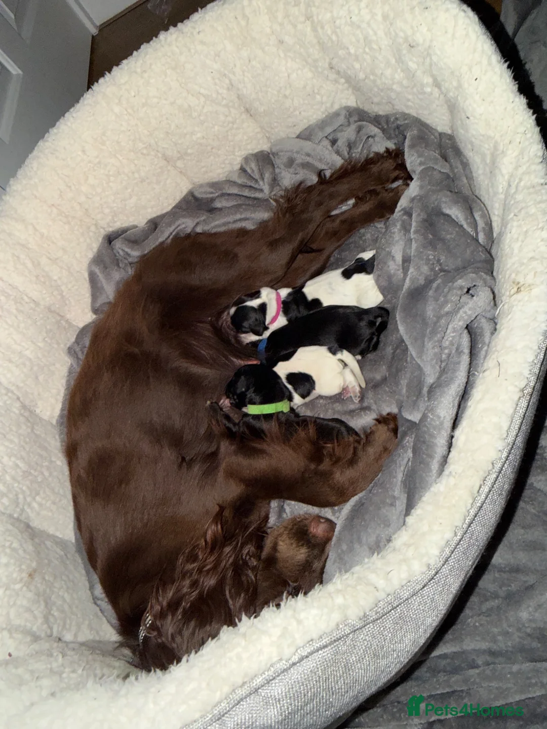 Cocker Spaniel dogs for sale: 3 beautiful cocker spaniel puppies  - Advert 1