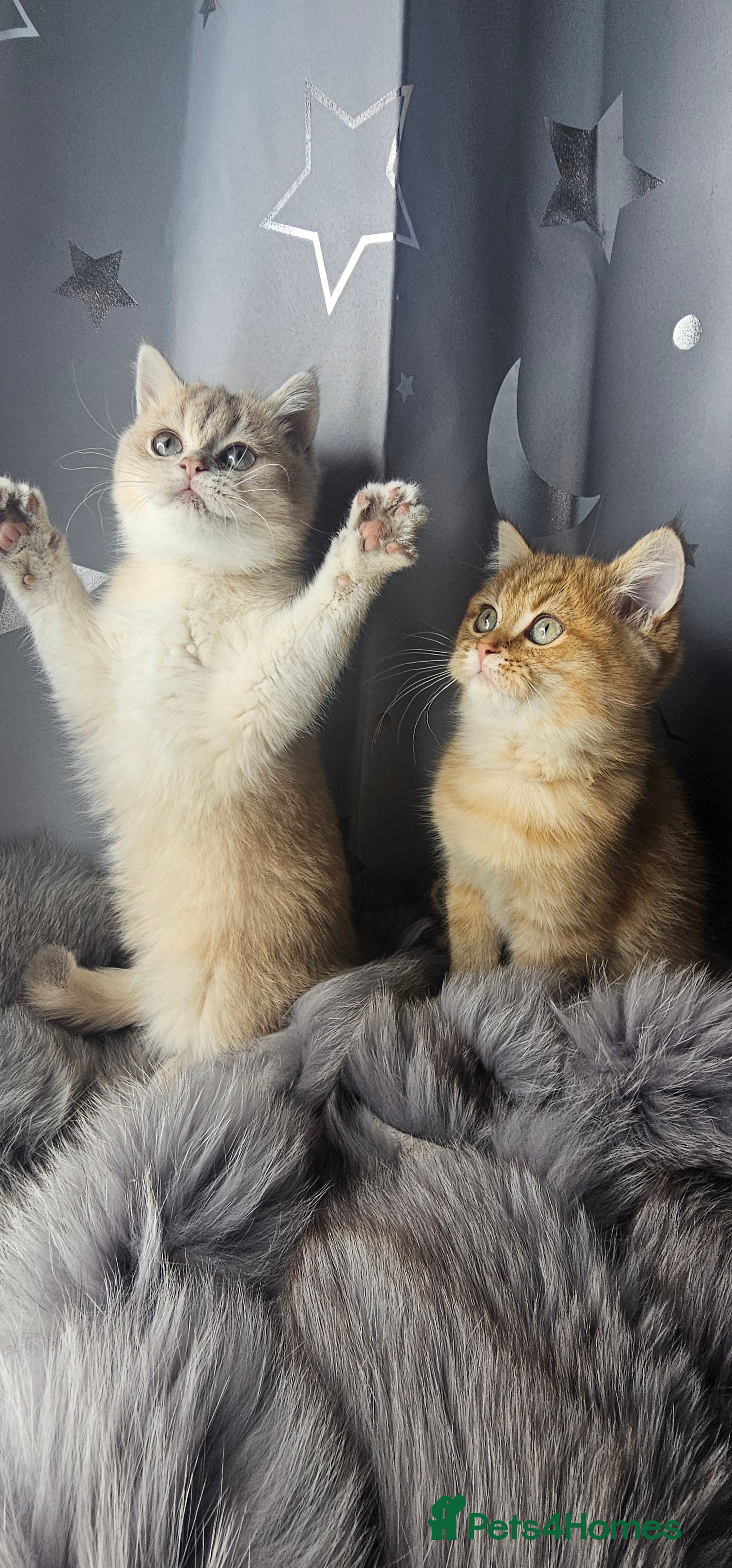 British Shorthair cats BSH GOLDEN KITTENS - Advert 6