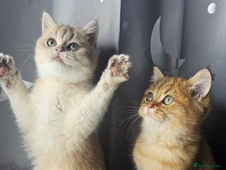 British Shorthair cats BSH GOLDEN KITTENS - Advert 2