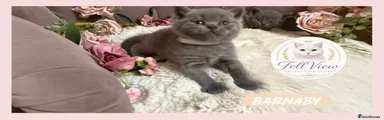 British Shorthair 3