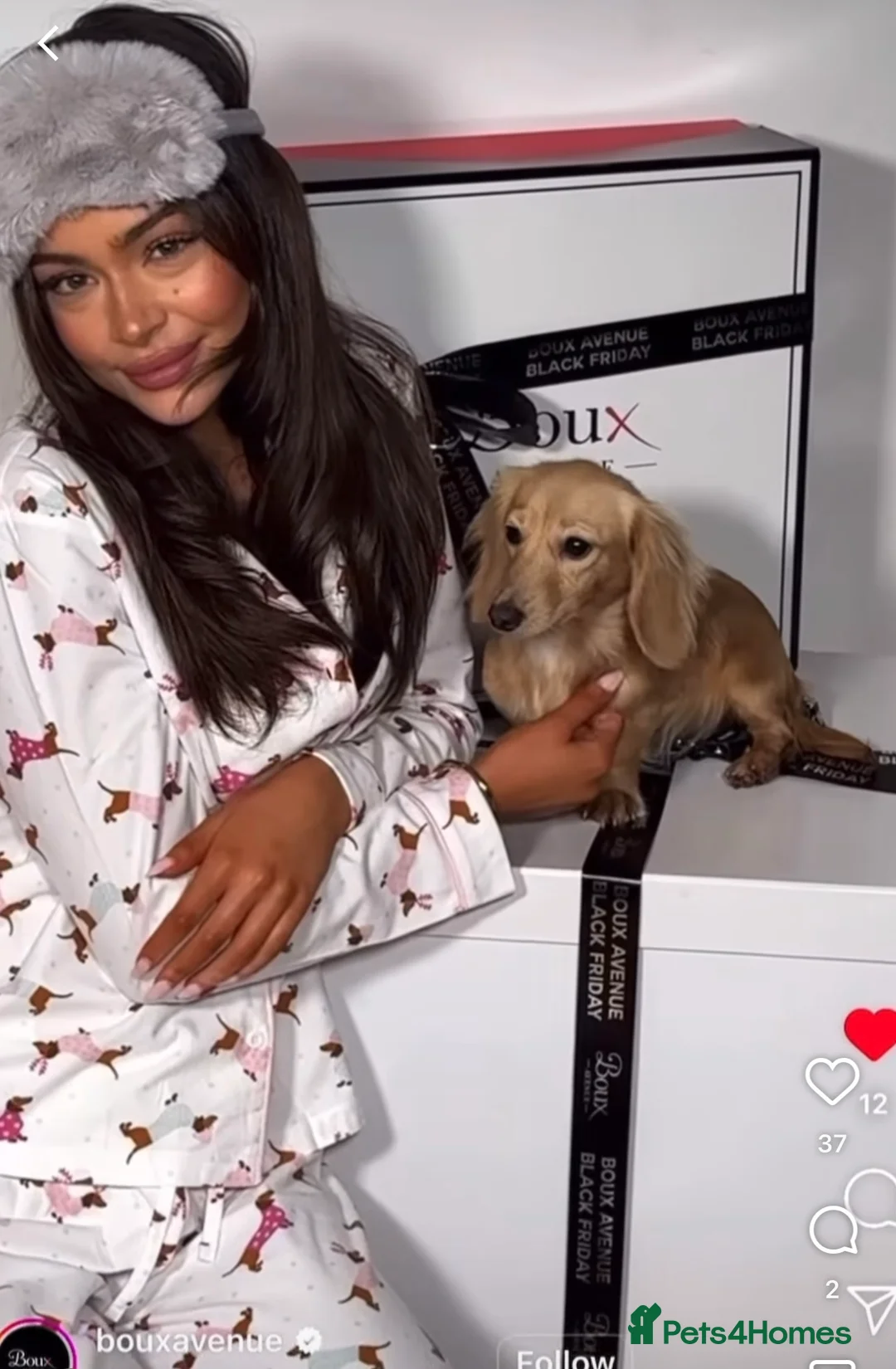 Miniature Dachshund dogs for sale: Miniature long haired cream dachshund puppies  - Advert 11