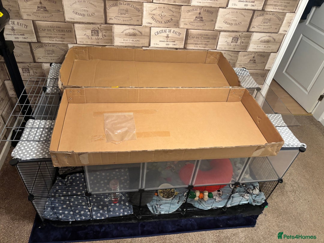 Mini Lop rabbits for sale: Mini lop male rabbit for sale  - Advert 4