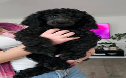 Standard Poodle dogs for sale: Last 3 Boys! KC standard poodle for sale ! - Image 2