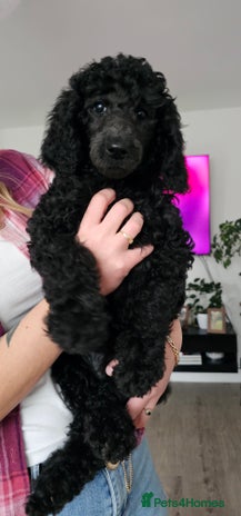 Standard Poodle dogs - Advert 2