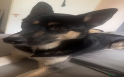 Mixed Breed dogs for sale: Puppies  - Image 11