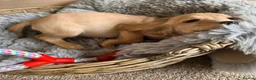Cocker Spaniel dogs for sale: Working Type Cocker Spaniels - Advert 13