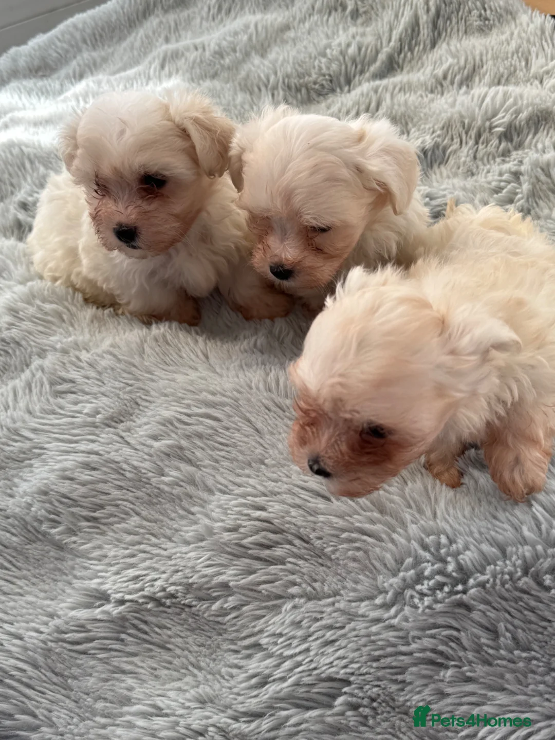 Maltese dogs for sale: Maltese  - Advert 10