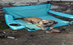 Mixed Breed dogs for sale: 4 gorgeous puppies 3 males 1 female  - Image 3