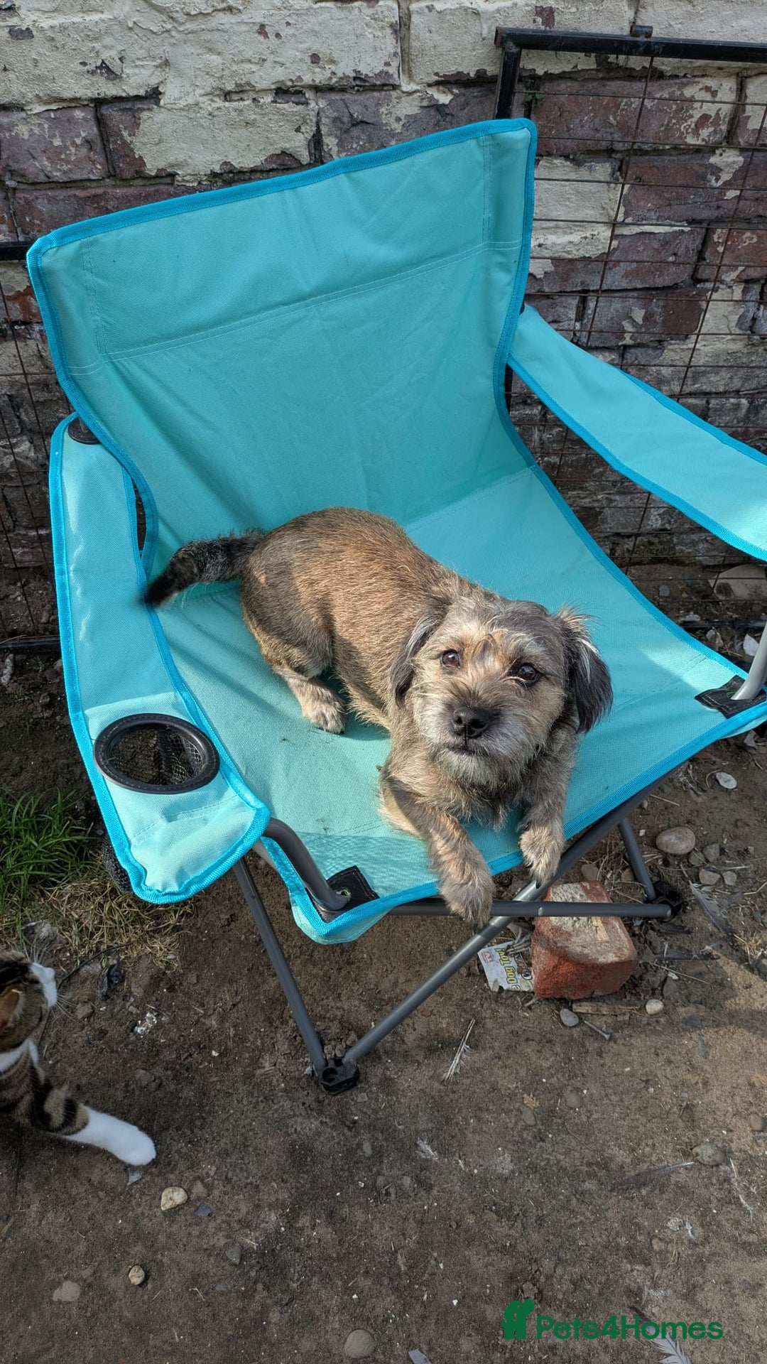 Mixed Breed dogs for sale: 4 gorgeous puppies 3 males 1 female  - Image 3