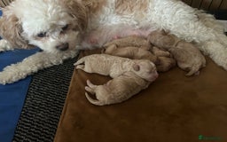 Cavachon dogs for sale: Gorgeous Cavapoochon puppies - Image 1
