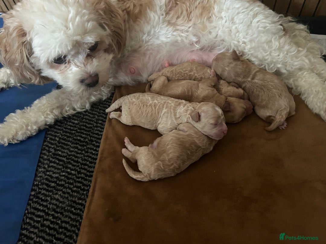 Cavachon dogs for sale: Gorgeous Cavapoochon puppies - Image 1