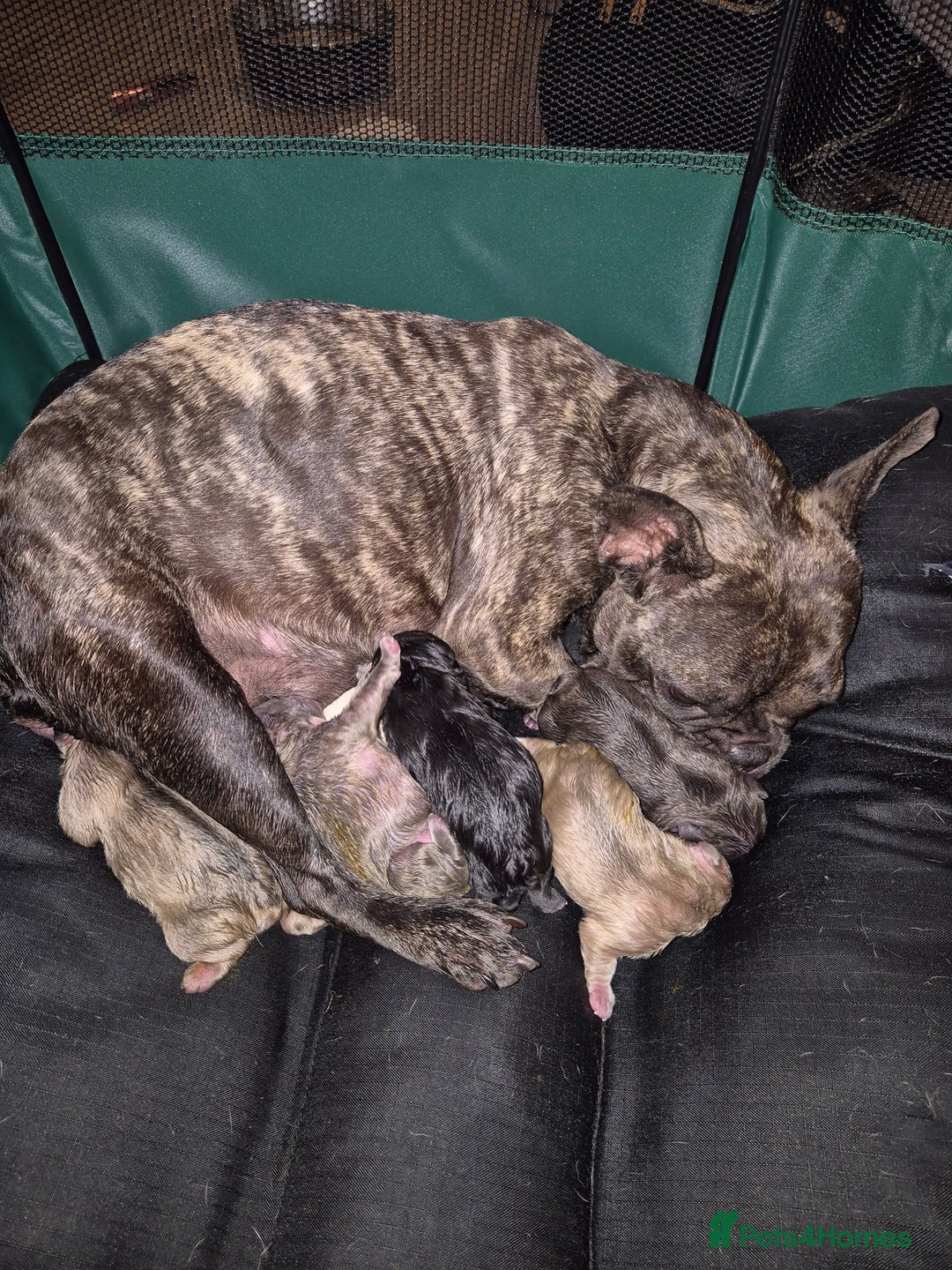 French Bulldog dogs for sale: Beautiful frenchie puppies looking to be homed  - Image 4