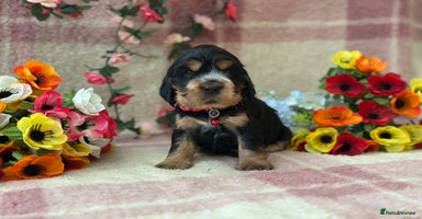 Cocker Spaniel dogs - Advert 15