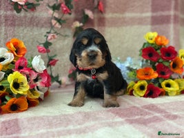 Cocker Spaniel dogs - Advert 13