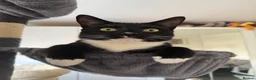 Mixed Breed cats for sale: The Best Boy Kabal - Advert 8