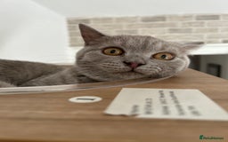 British Shorthair cats for sale: missy! grey british short hair. - Image 20