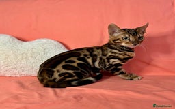 Bengal cats for sale: 🐾Purebred BENGAL Kittens🐾  - Image 7