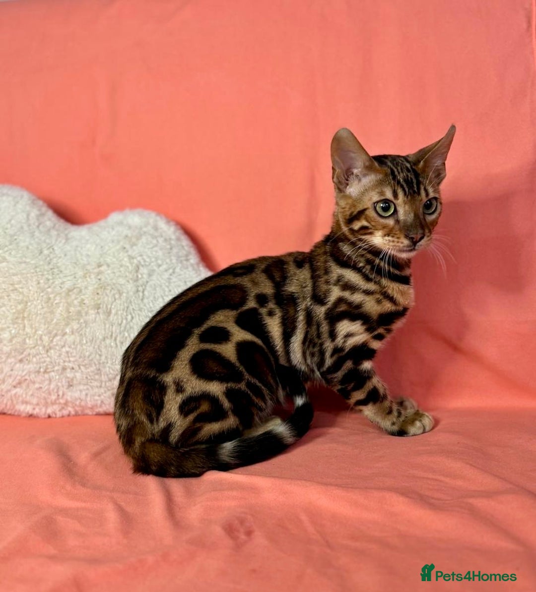 Bengal cats for sale: 🐾Purebred BENGAL Kittens🐾  - Image 7