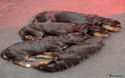 Mixed Breed dogs for sale: Working Australian Kelpie x Chinese Red Dog Pups - Image 8