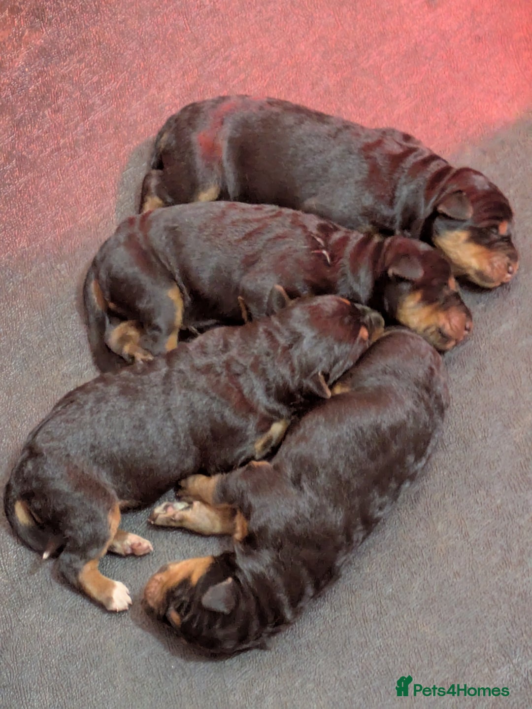 Mixed Breed dogs for sale: Working Australian Kelpie x Chinese Red Dog Pups - Image 8