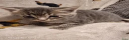 Mixed Breed cats for sale: Beautiful blue tabby kittens  - Advert 7