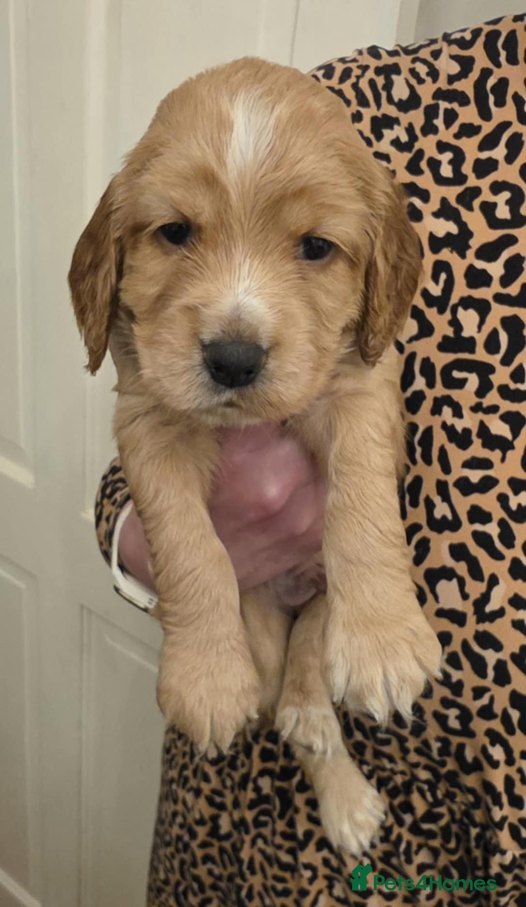 Sprocker dogs for sale: Beautiful litter of Sprockers - Advert 5