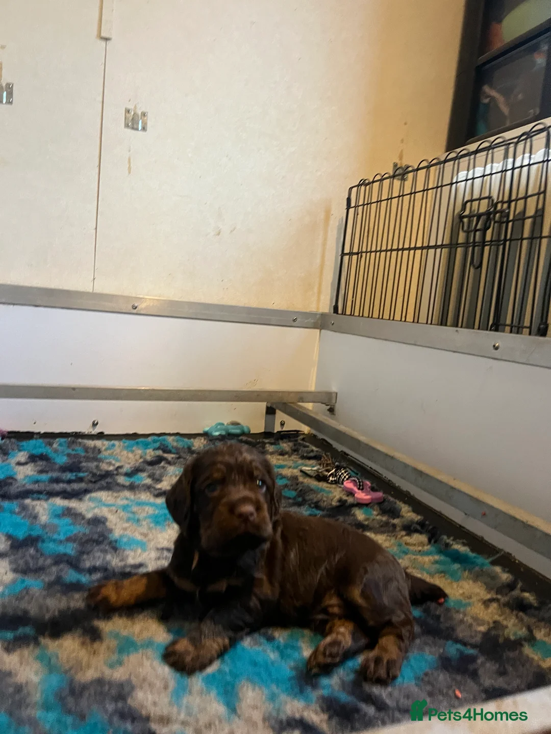 Cocker Spaniel dogs for sale: Fully health tested liver and tan cockers  - Advert 3