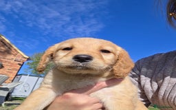 Labradoodle dogs for sale: 7 Miniture labradoodles  - Image 6