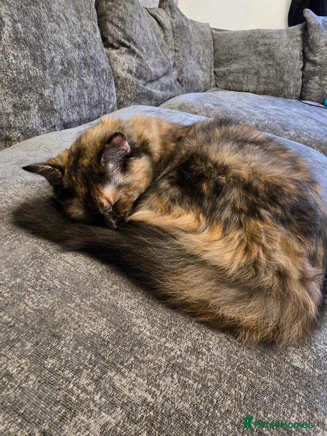 Ragdoll cats for sale: Half ragdoll cat, 1 year old called cookie!! - Image 2